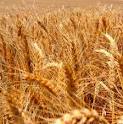 نباتات القمح في مصر تستجيب  للتسميد النيتروجيني وتزداد كمية المحصول بإضافة النيتروجين