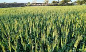 حزمة توصيات للمحاصيل لمواجهة أول موجة حارة في ربيع