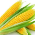 10 توصيات للحصول على أعلى إنتاجية من الذرة الشامية 