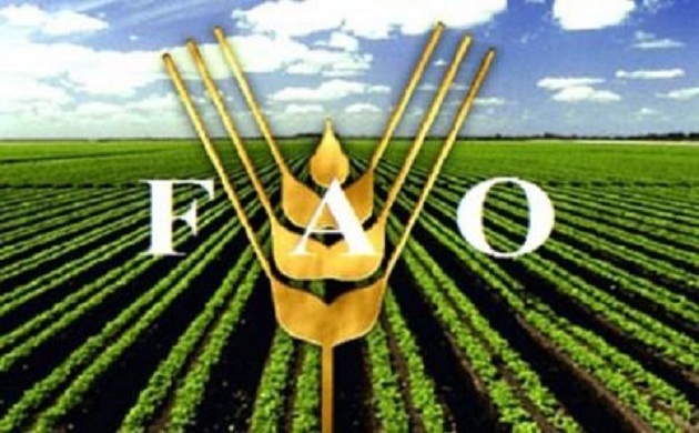 فاو :  اطلاق خطة العمل لتعزيز دعم الاسر الزراعية 