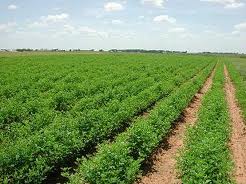 الاجندة الزراعية لاهم العمليات الزراعية للمحاصيل الحقلية 