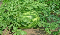 الآفات الحشرية والأكاروسية التى تصيب محصول البطيخ