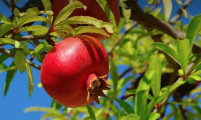 الآفات الحشرية والاكاروسية التي تصيب محصول الرمان