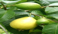 الآفات الحشرية والاكاروسية التي تصيب محصول الجوافة