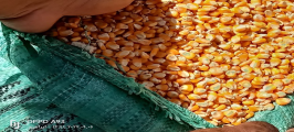 اصناف القمح المسجلة فى مصر 2024