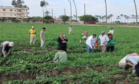 الزراعة تنفذ 2300 نشاط إرشادي خلال أكتوبر 2025