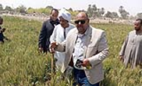 الزراعة تتابع البرامج البحثية والحقول الإرشادية في أسوان خلال إجازة العيد