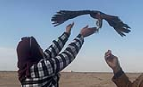 الزراعة: إعادة إطلاق 10 صقور نادرة إلى الطبيعة بعد إنقاذها من التجارة غير الشرعية
