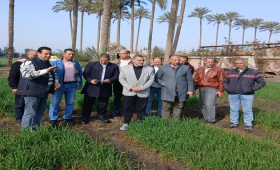 الزراعة تتفقد البرامج البحثية وحقول التقاوي بالبحيرة 