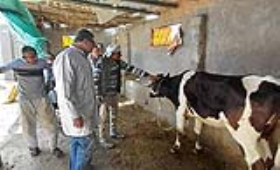 بحوث الصحراء يطلق قافلة بيطرية بجنوب سيناء ضمن برنامج تحسين صحة الثروة الحيوانية