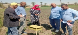 حملات مرورية مكثفة لمتابعة زراعات القطن بالفيوم 