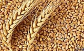 التموين تعلن أسعار توريد القمح المحلي موسم 2026