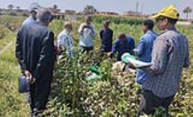 المركزية للإرشاد الزراعي تنفذ 462 ندوة لتوعية المزارعين