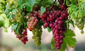 الزراعة توصي بـ 3 مبيدات لعلاج البق الدقيقي في العنب 