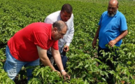  الزراعة تواصل المتابعة الميدانية لحقول إكثار القط