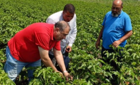  الزراعة تواصل المتابعة الميدانية لحقول إكثار القطن 