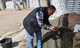 الزراعة: تجهيز 15 ألف شيكارة قطن من تقاوي المزارع المعاونة تمهيدا لتوزيعها على المزارعين