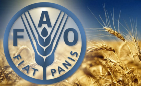 الفاو: تراجع أسعار القمح 5.1 % وتوقعات بانخفاض إنتاج الحبوب خلال 2022
