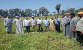  الزراعة تكشف أسباب تضرر محصول البطيخ بكفر الشيخ
