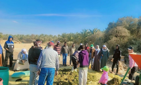 بحوث الصحراء يدعم مزارعي توشكي والوادي الجديد