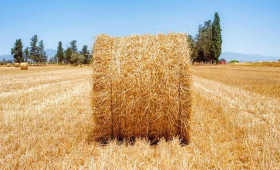 وزير الزراعة يعلن جمع 2.6 مليون طن قش أرز 