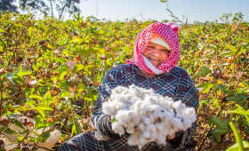  الزراعة تصدر قرارًا بتحديد أصناف القطن المعتمدة لموسم 2026