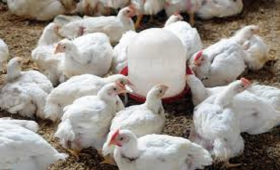 شعبة بيض المائدة: الفراخ البياض بديل اقتصادي للحوم 