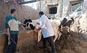 الزراعة تُحذر من تداول لقاحات مجهولة المصدر للتحصين ضد الحمى القلاعية