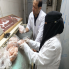 الزراعة: ضبط 122 طنًا من اللحوم الفاسدة خلال يونيو