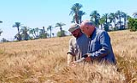 الزراعة: تحركات ميدانية مكثفة لمتابعة حصاد القمح وتوريده وإحالة المخالفين للنيابة العامة