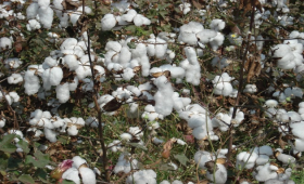 الزراعة: أصناف القطن المعتمدة لموسم 2026 مبكرة النضج وموفرة للمياه