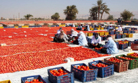 الزراعة تنظم ورشة عمل بالأقصر لدعم منتجي ومصدري الطماطم 