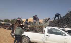 الزراعة توزع 100 طن تقاوي شعير و33 ألف شتلة زيتون على مزارعي مطروح