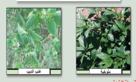 حشائش ملوخية وعنب الديب في الذرة الشامية.. الزراعة توصي بـ16 مبيدا لمكافحتها 