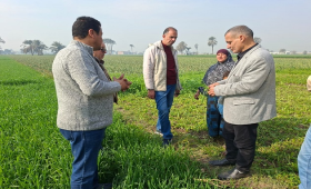البحوث الزراعية يتابع حالة المحاصيل بحقول بني سويف 