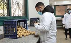 الزراعة: فحص 252 ألف طن من البطاطس المُعدة للتصدير