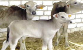 وزير الزراعة: 10 مليارات جنيه حجم تمويل مشروع البتلو