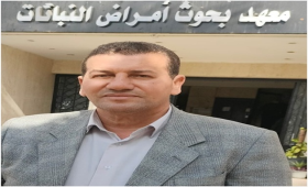 أهم الأمراض التى تصيب جذور وسيقان الذرة الشامية ووسائل مقاومتها