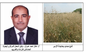 د.عادل عمران يوضح المكافحة المتكاملة لحشيشة الزمير فى حقول القمح