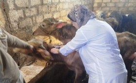 الزراعة تعلن تحصين 14 ألف رأس ضد البروسيلا 