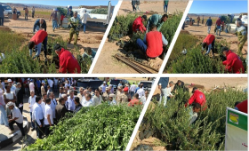   الزراعة توزع 850 ألف شتلة زيتون مجانا لأهالي سيناء