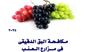 مكافحة البق الدقيقي في مزارع العنب