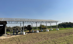 الزراعة تواصل تطوير ري قصب السكر بقنا