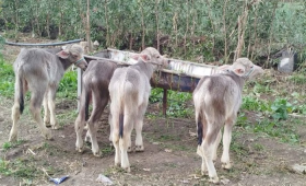 الزراعة: حجم تمويل البتلو تجاوز الـ 10 مليارات جنيه 