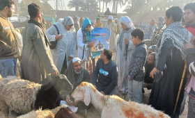 الزراعة تنفذ 83 ألف ندوة لحماية الثروة الحيوانية خلال 2025