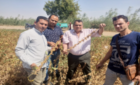 ندوات توعوية للتوسع في زراعة المحاصيل الزيتية في 3 محافظات