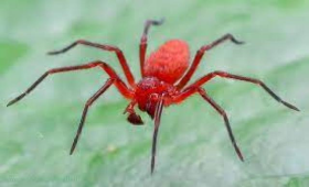  العنكبوت الأحمر في الكنتالوب .. الزراعة توصي بـ 2 مبيد لمكافحته 