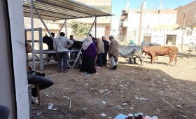 الزراعة تنفذ 5 قوافل بيطرية مجانية بقرى بني سويف