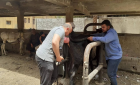 الخدمات البيطرية تُنفذ التلقيح الاصطناعي لـ 38 ألف رأس