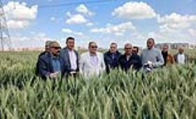 الزراعة: استنباط أصناف قمح مبكرة وعالية الإنتاجية لدعم الأمن الغذائي